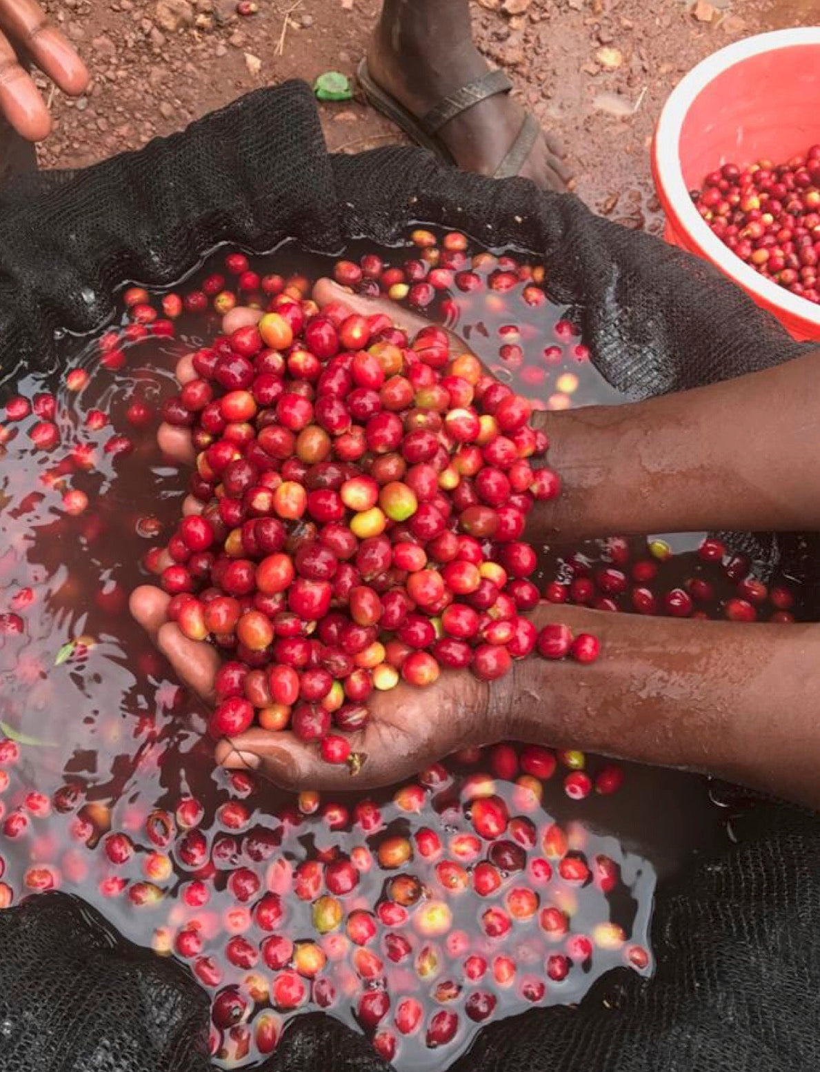 Rwanda KCRS Womens' Cooperative