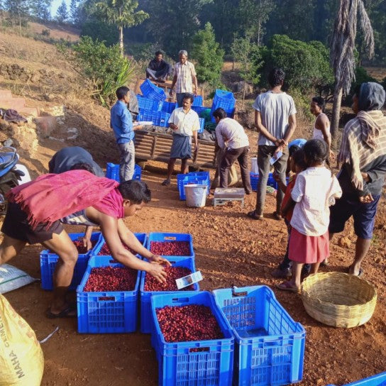 Indian Gems of Araku